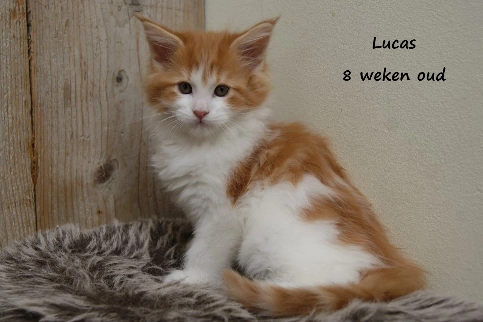 Lucas